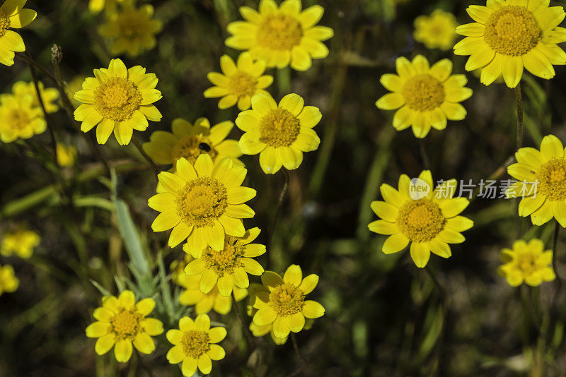 伯克的金矿，Lasthenia burkei, Santa Rosa Plain Vernal Pools;圣罗莎;加利福尼亚州索诺玛县